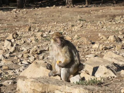Barbary macaque (Macaca sylvanus), the Middle Atlas mountains, at Azrou, Morocco Stock Photos