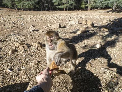 Barbary macaque (Macaca sylvanus), the Middle Atlas mountains, at Azrou, Morocco Photos