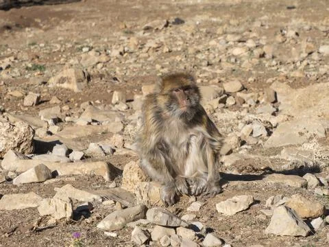 Barbary macaque (Macaca sylvanus), the Middle Atlas mountains, at Azrou, Morocco Stock Photos