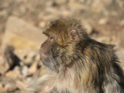 Barbary macaque (Macaca sylvanus), the Middle Atlas mountains, at Azrou, Morocco Foto stock
