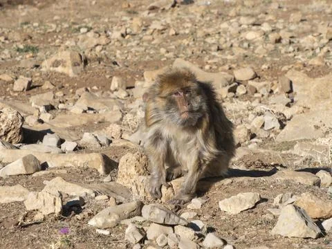 Barbary macaque (Macaca sylvanus), the Middle Atlas mountains, at Azrou, Morocco Foto stock