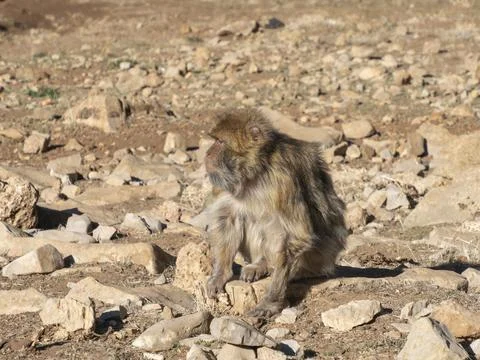 Barbary macaque (Macaca sylvanus), the Middle Atlas mountains, at Azrou, Morocco Stock Photos