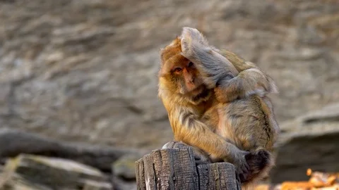 Barbary macaque (Macaca sylvanus) performing yoga Stock Footage 97962160