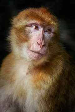 Barbary Macaque (Macaca Sylvanus) Stock Photos