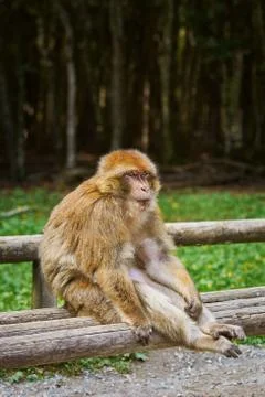 Barbary Macaque (Macaca Sylvanus) 写真素材