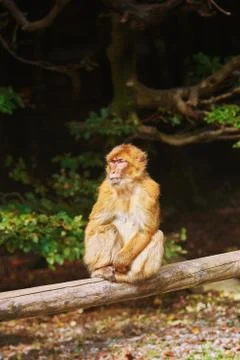 Barbary Macaque (Macaca Sylvanus) Stock Photos