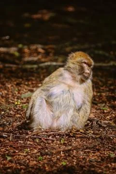 Barbary Macaque (Macaca Sylvanus) Stock Photos