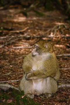Barbary Macaque (Macaca Sylvanus) Stock Photos