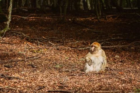 Barbary Macaque (Macaca Sylvanus) Stock Photos