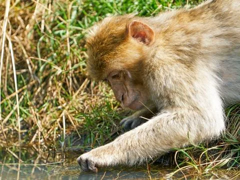 Barbary macaque (Macaca sylvanus) Stock Photos