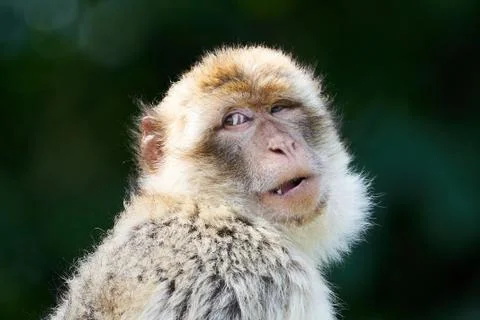 Barbary macaque (Macaca sylvanus) Stock Photos