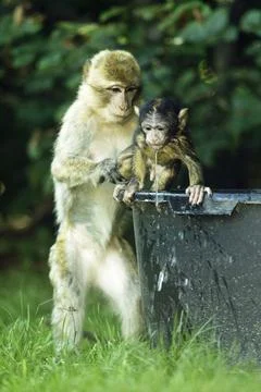 Barbary macaque (macaca sylvanus) Stock Photos