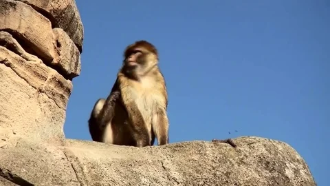 Barbary Macaque (Macaca sylvanus) on the rock. Stock Footage 82490829