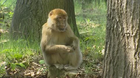 Barbary Macaque (macaca sylvanus) sits with piece of fruit Stock Footage 20538240