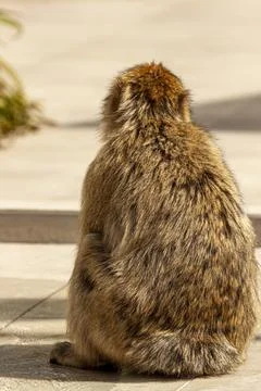 A barbary macaque (Macaca sylvanus) a well known old world monkey sitting on  Stock Photos