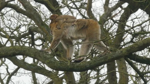 Barbary macaque monkey and her baby climb down a tree Stock Footage 122205107