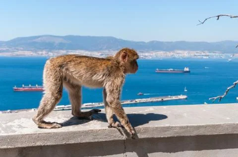 Barbary macaque monkey in Gibraltar Stock Photos