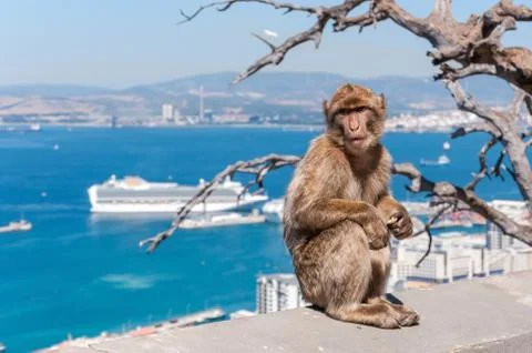 Barbary macaque monkey in Gibraltar Stock Photos