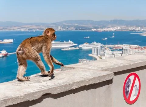 Barbary macaque monkey in Gibraltar Stock Photos