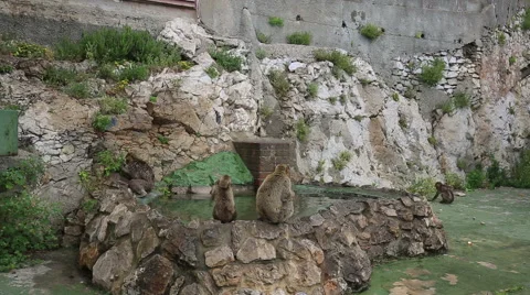 Barbary macaque monkey in Gibraltar on a wall Stock Footage 54043783