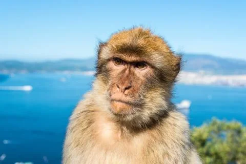 Barbary macaque monkey portrait Stock Photos