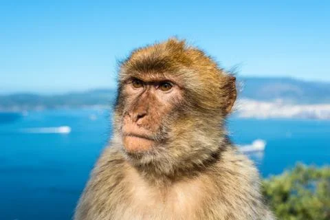 Barbary macaque monkey portrait Stock Photos