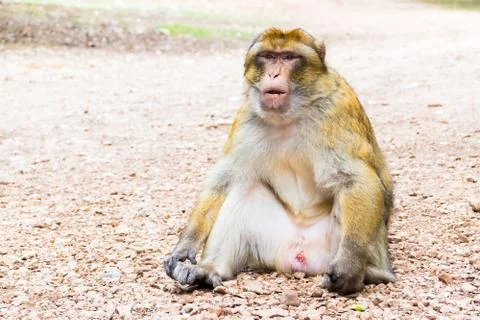 Barbary Macaque Monkey sitting on ground in the cedar forest, Azrou, Morocco Stock Photos