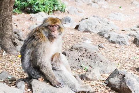 Barbary Macaque Monkey sitting on ground in the cedar forest, Azrou, Morocco Stock Photos