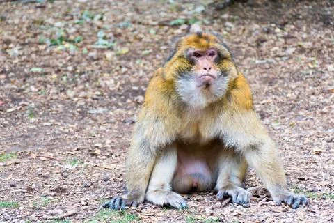 Barbary Macaque Monkey sitting on ground in the cedar forest, Azrou, Morocco Stock Photos