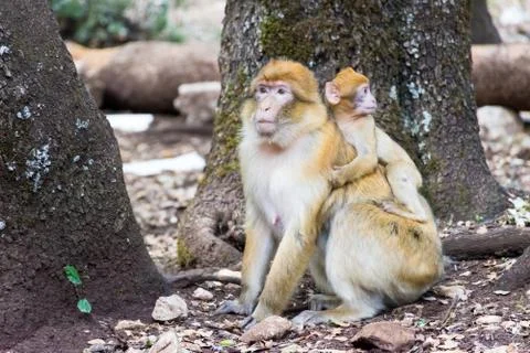 Barbary Macaque Monkey sitting on ground in the cedar forest, Azrou, Morocco Stock Photos