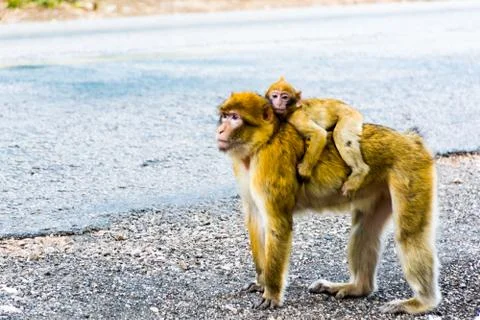 Barbary Macaque Monkey sitting on ground in the cedar forest, Azrou, Morocco Stock Photos