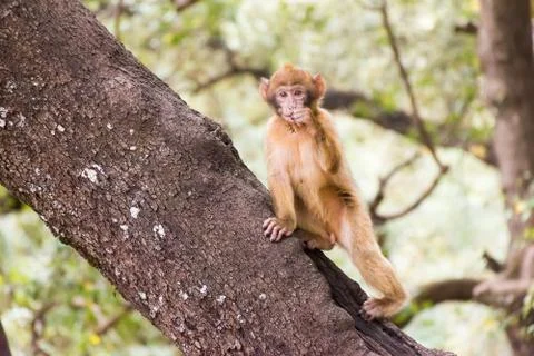 Barbary Macaque Monkey sitting on ground in the cedar forest, Azrou, Morocco Stock Photos