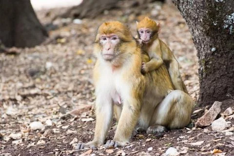 Barbary Macaque Monkey sitting on ground in the cedar forest, Azrou, Morocco Stock Photos