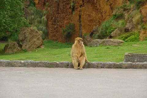 Barbary macaque monkey sitting on a low wall in a park Stock Photos