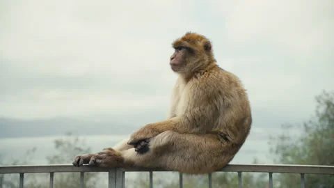 Barbary Macaque Monkey Sitting on Railing at the Rock of Gibraltar Stock Footage 331410178