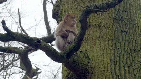 Barbary macaque monkey in a tree 動画素材 122205350