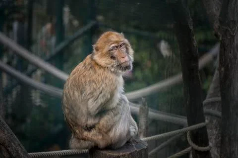 Barbary Macaque Monkeys Stock Photos