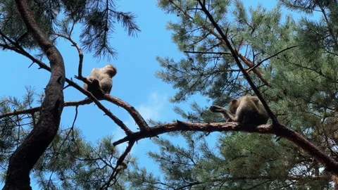 Barbary macaque monkeys sitting on a tree branch in France looking around b.. 스톡 동영상 336618236