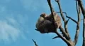 Barbary macaque parents with little baby on dead tree low angle view HD Footage