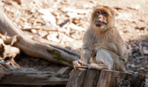 Barbary macaque Stock Photos