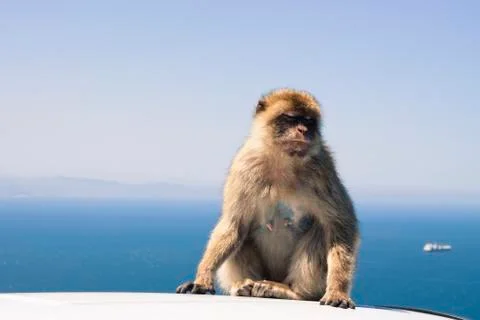 Barbary macaque Stock Photos
