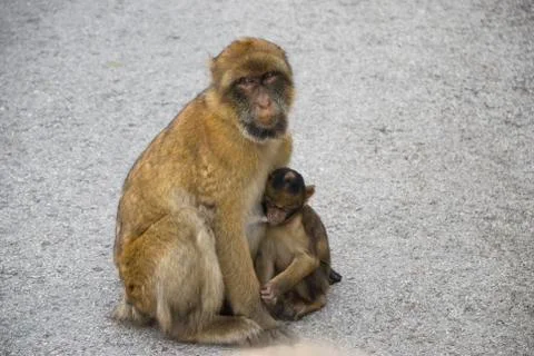 Barbary macaque Stock Photos
