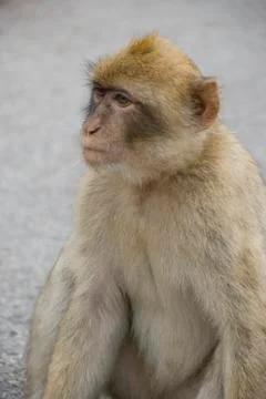 Barbary macaque Stock Photos