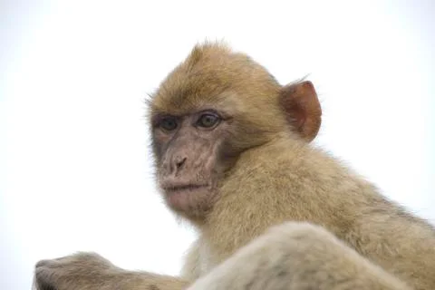 Barbary macaque Stock Photos