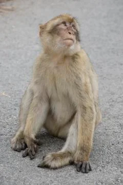 Barbary macaque Stock Photos