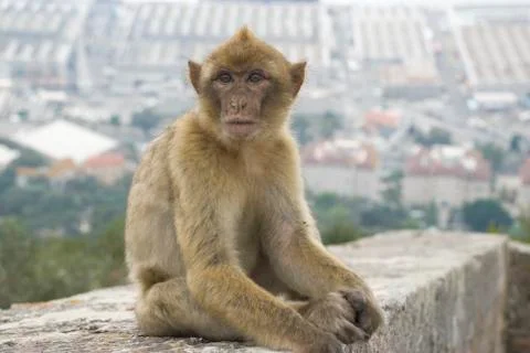Barbary macaque Stock Photos