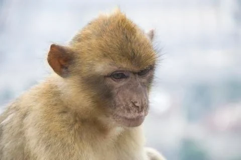 Barbary macaque Stock Photos