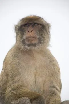 Barbary macaque Stock Photos