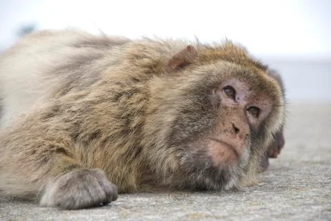 Barbary macaque Stock Photos