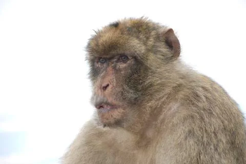 Barbary macaque Stock Photos
